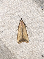 Dichomeris heriguronis