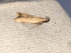 Dichomeris heriguronis