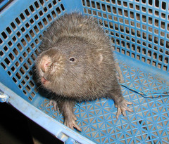 Lesser Bamboo Rat photo 2
