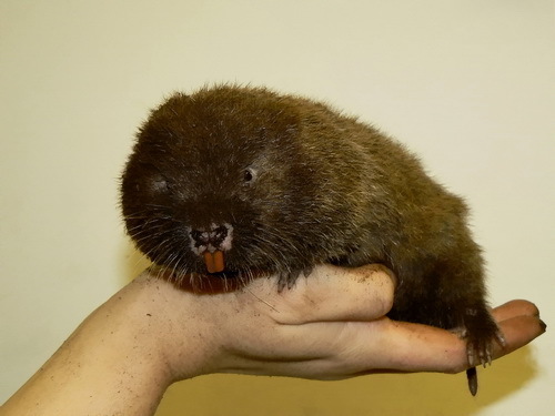 Lesser Bamboo Rat