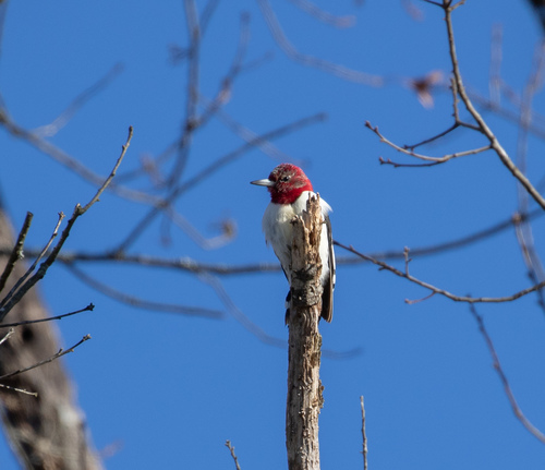 Red-headed Woodpecker