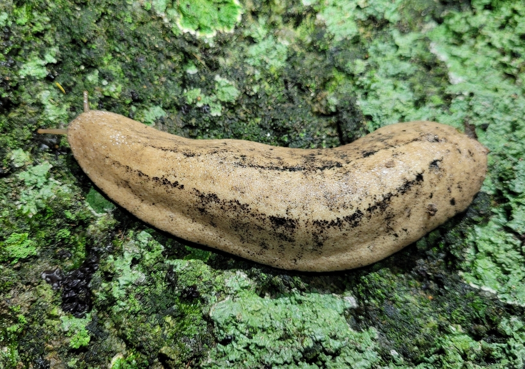 Phyllocaulis tuberculosus