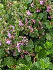 Xylocopa tabaniformis androleuca