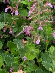 Xylocopa tabaniformis androleuca