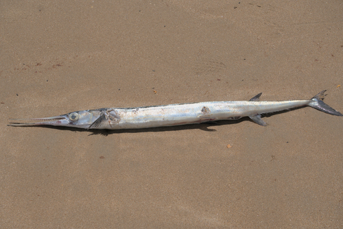 Agujon Needlefish