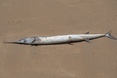 Agujon Needlefish photo 3