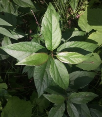 Viburnum acerifolium