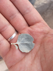 Atriplex nummularia