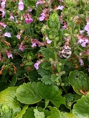 Xylocopa tabaniformis androleuca