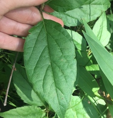 Viburnum acerifolium