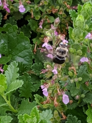 Xylocopa tabaniformis androleuca