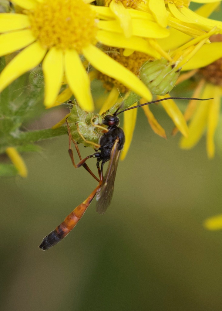 Barylypa propugnator