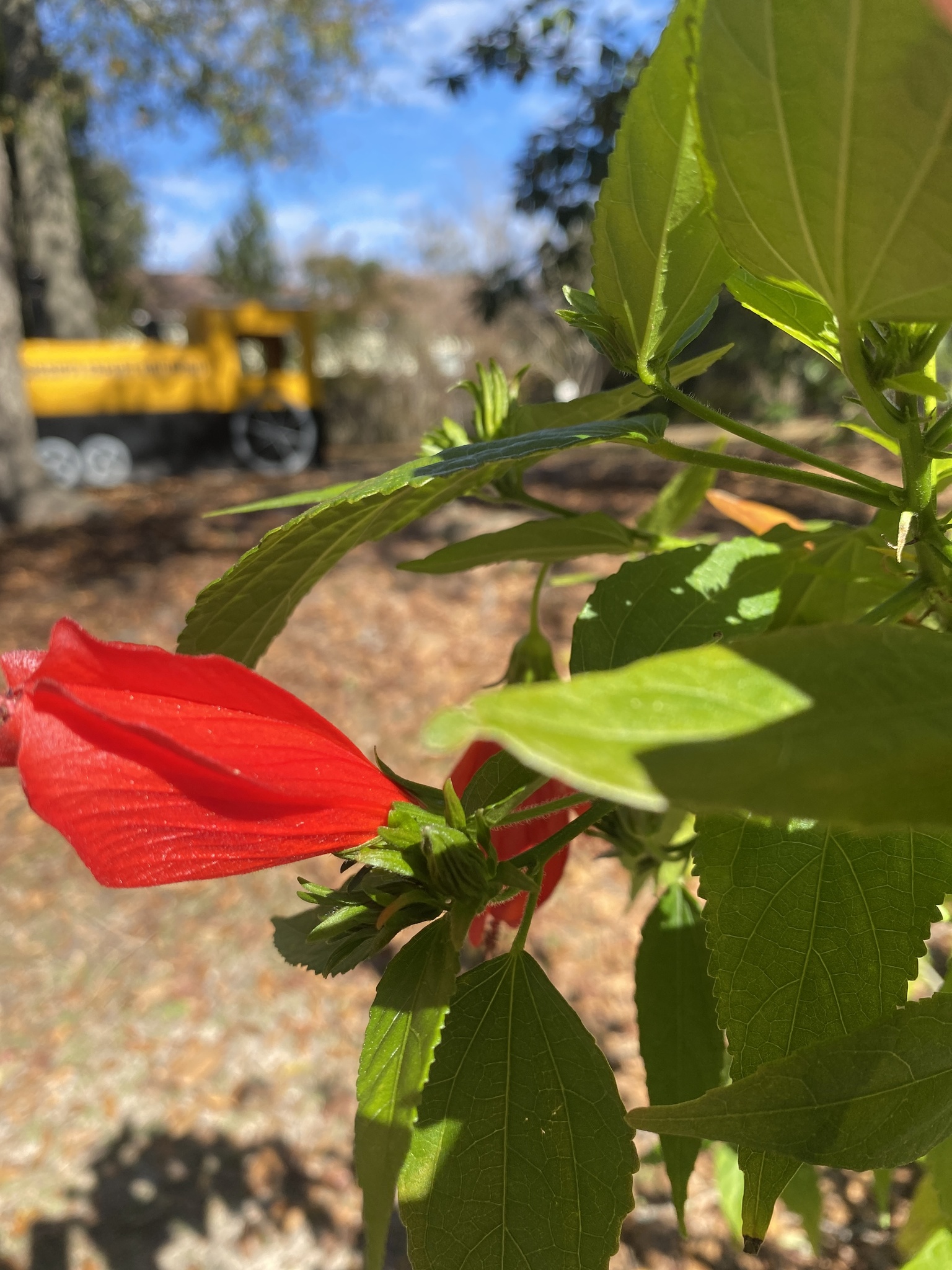 Imagem de Hibisco-colibri