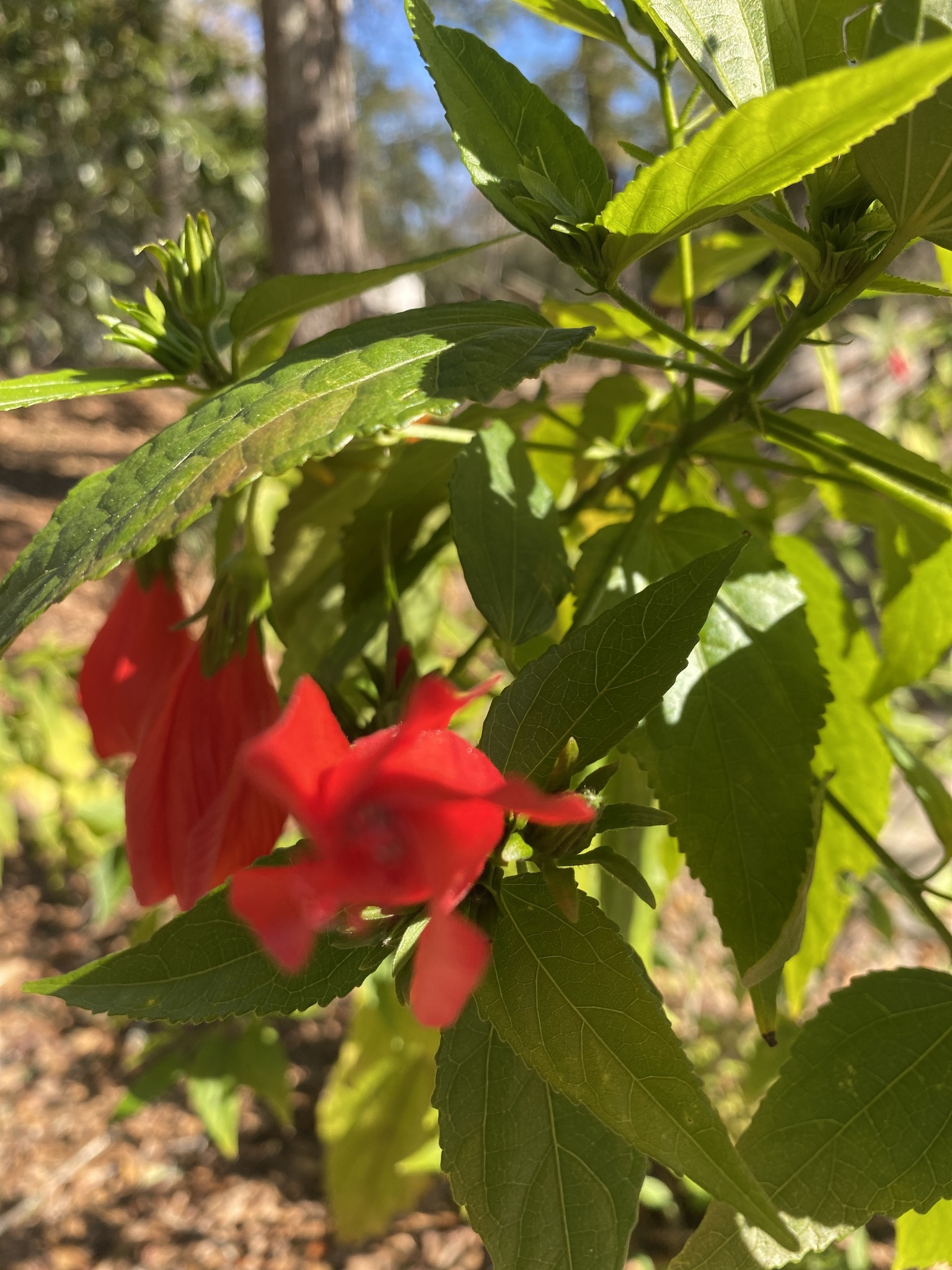 Imagem de Hibisco-colibri