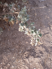 Atriplex nummularia