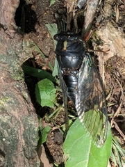 Neotibicen lyricen engelhardti