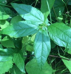 Viburnum acerifolium