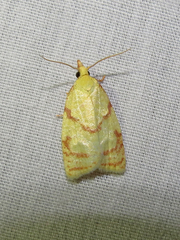Cenopis pettitana