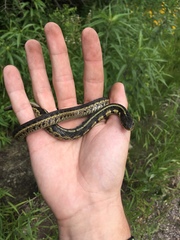 Thamnophis sirtalis semifasciatus