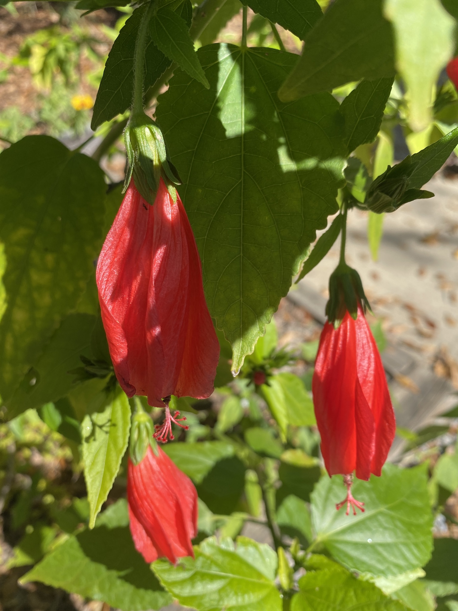 Imagem de Hibisco-colibri