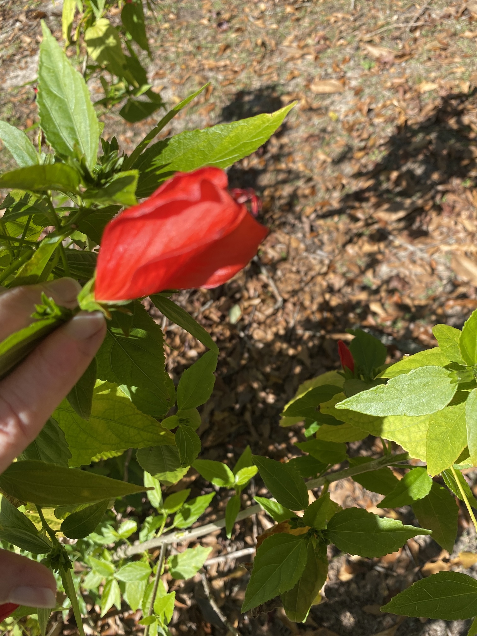 Imagem de Hibisco-colibri