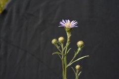 Symphyotrichum spathulatum