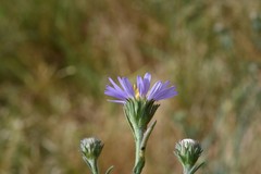 Symphyotrichum spathulatum
