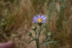 Symphyotrichum spathulatum