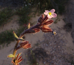 Anchusa milleri