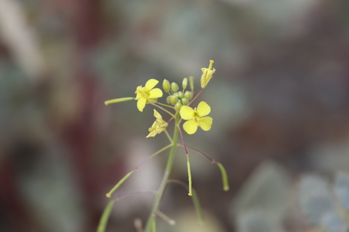 Diplotaxis harra (Diplotaxis harra)