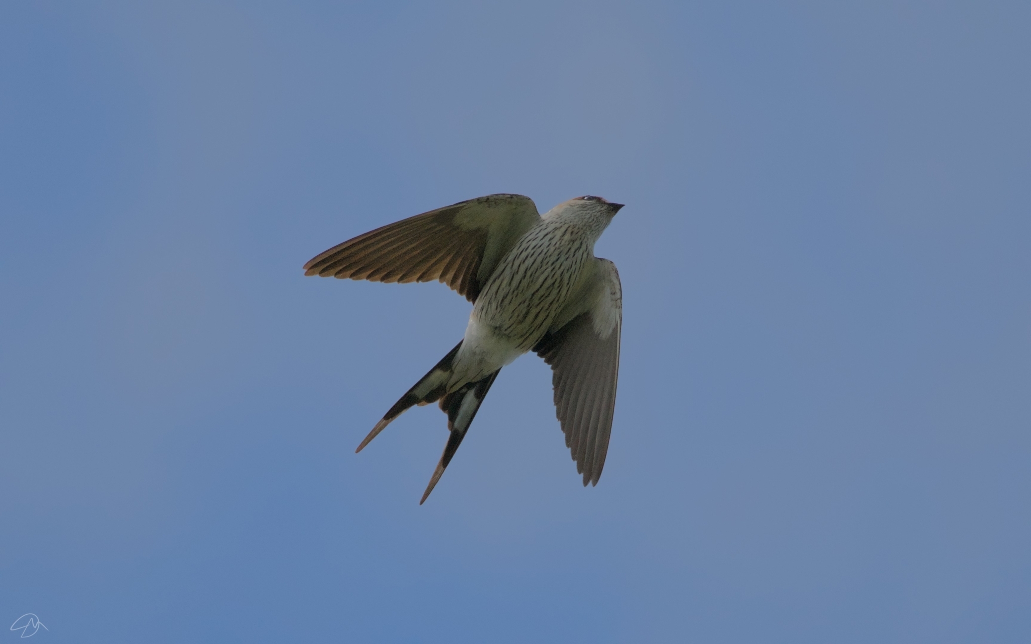 Greater Striped Swallow illustration