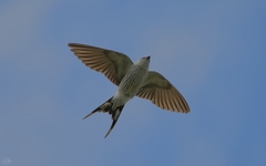 Greater Striped-Swallow photo 6