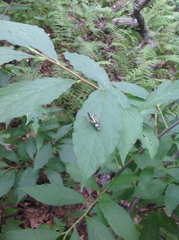 Booneacris glacialis