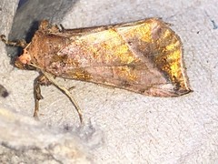 Pseudeva purpurigera