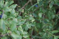 Eriophyes similis