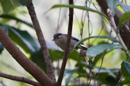 Blue-winged Minla