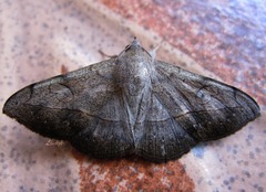 Anticarsia irrorata