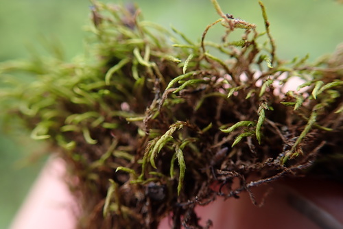 Narrow-leaved Leskea Moss (Pseudoleskea stenophylla)
