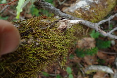 Pseudoleskea stenophylla