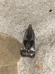 Dichomeris ochripalpella