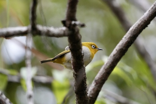 Indian White-eye