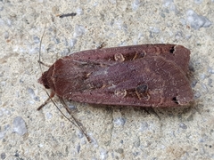 Noctua pronuba