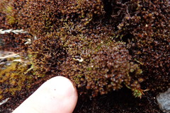 Marsupella emarginata