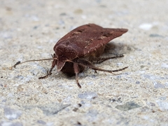 Noctua pronuba