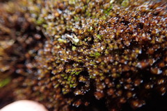 Marsupella emarginata