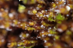 Marsupella emarginata