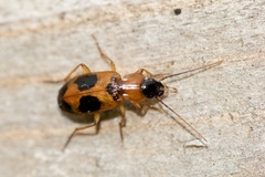 Badister neopulchellus