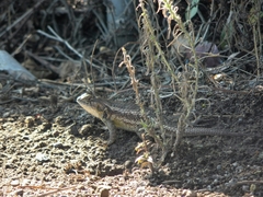 Sceloporus albiventris