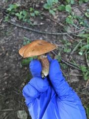 Suillus grevillei