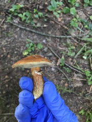 Suillus grevillei